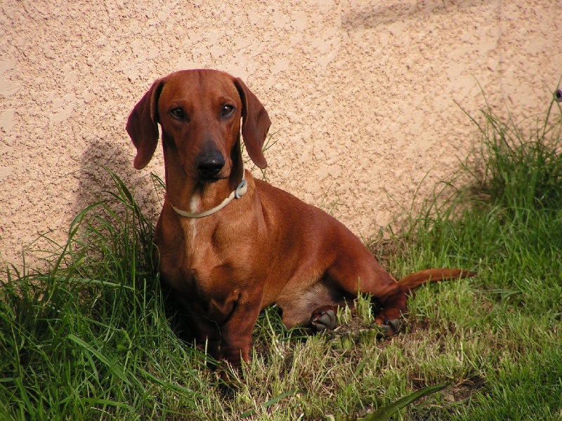 Bambi (Sans Affixe)